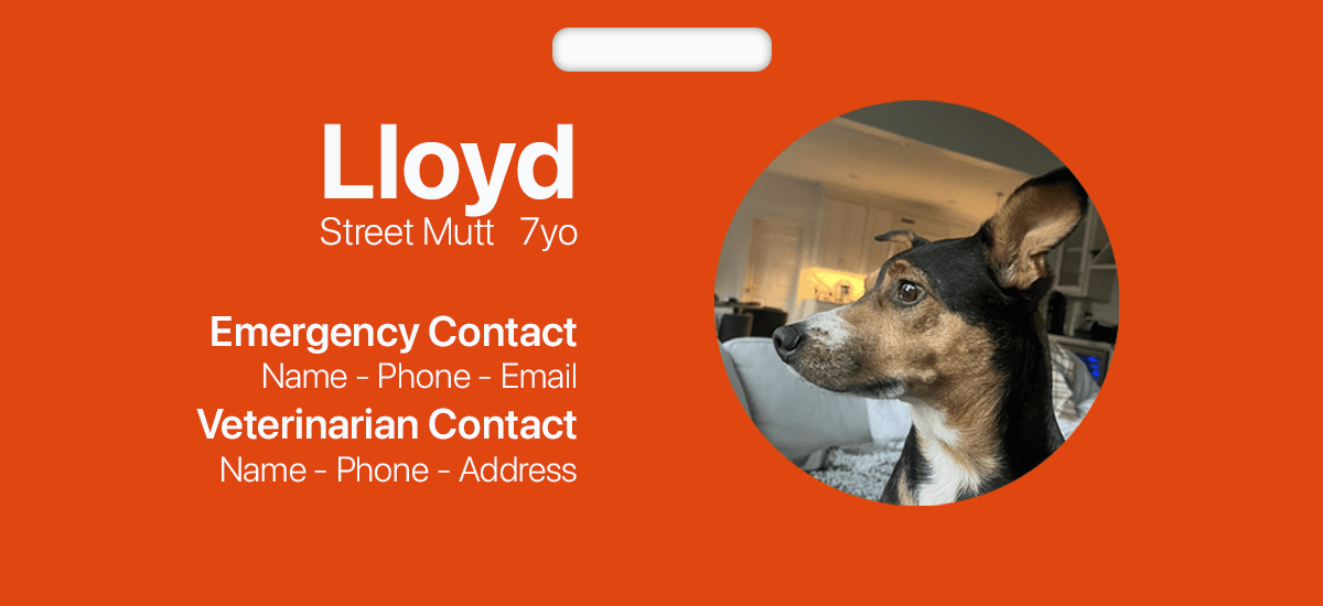 Lost pet profile — pet photo with owner contact info and QR code