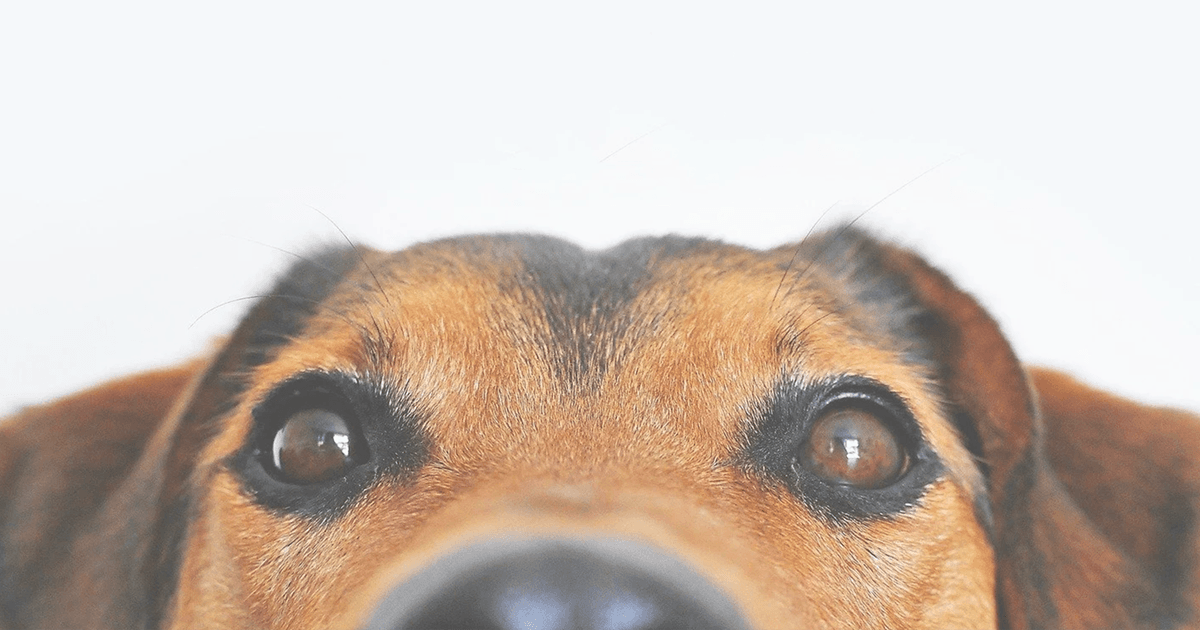 Dog background